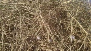 Приспособление Рептух,и для чего он нужен.