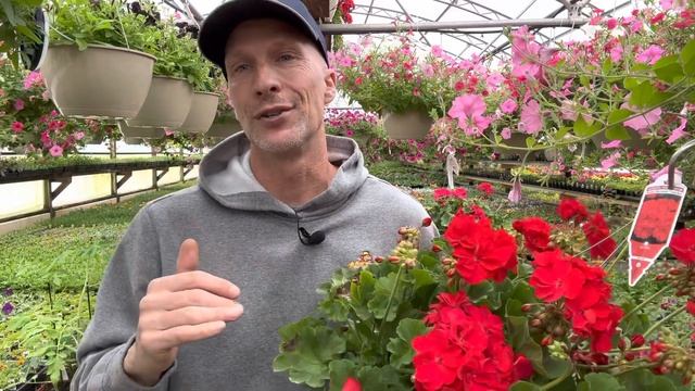 Best Geranium Care for Baskets - How to Clean Up & Care for Geraniums смотреть онлайн