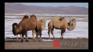 Верблюды в Хэнтийском аймаге (Монголия, март 2017 г.)