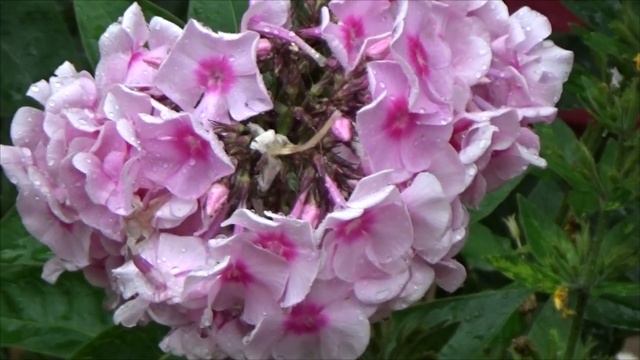 Тучи. Сергей Чекалин. Overcast. Sergei Chekalin. смотреть онлайн