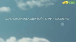 Посадка земляники - как правильно посадить землянику