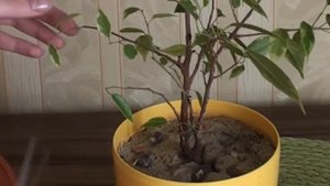 Обрезка фикуса #3. Удобрение. Автополив.