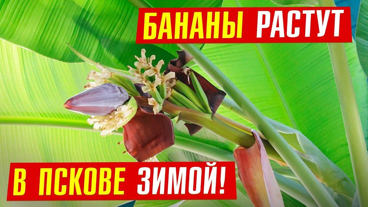 Фольга для созревания бананов