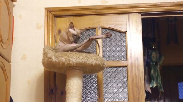 Топ 10 самых дорогих кошек в мире | Самые дорогие кошки