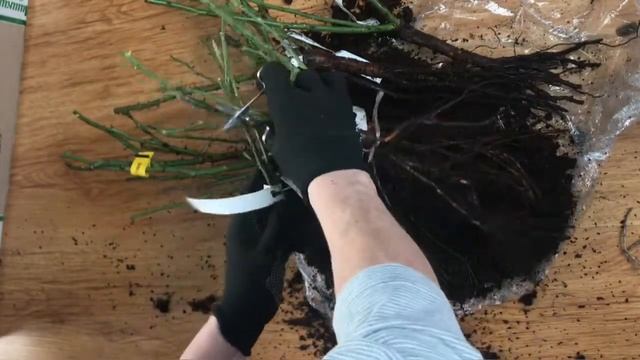 Распаковка посылки с розами от питомника Мишкины розы смотреть онлайн