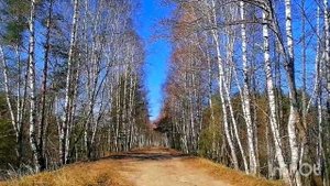 Мещерский национальный парк. Заповедник. Рязанская область