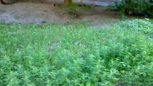 Борьба с амброзией - спасение от аллергии.