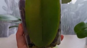 Когда нужно ПЕРЕСАДИТЬ ОРХИДЕЮ после покупки - определяем по корням