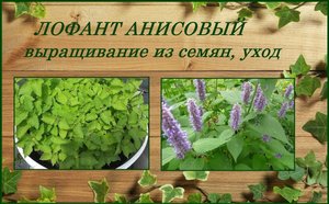 Лофант анисовый выращивание из семян, красивый и полезный многолетник в саду