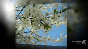 Посадка_яблони. Выращиваем_яблоневый_сад