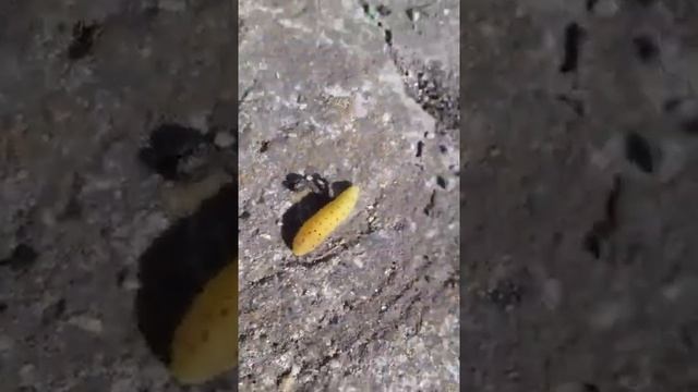 Жёлтая ядовитая гусеница!!! смотреть онлайн