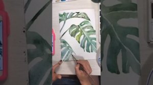 Монстера акварелью. Ботаническая иллюстрация