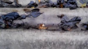 Укрытие плетистых роз.