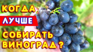🍇 Когда нужно СОБИРАТЬ виноград? 🌿 Определяем ПРАВИЛЬНОЕ время для сбора УРОЖАЯ винограда