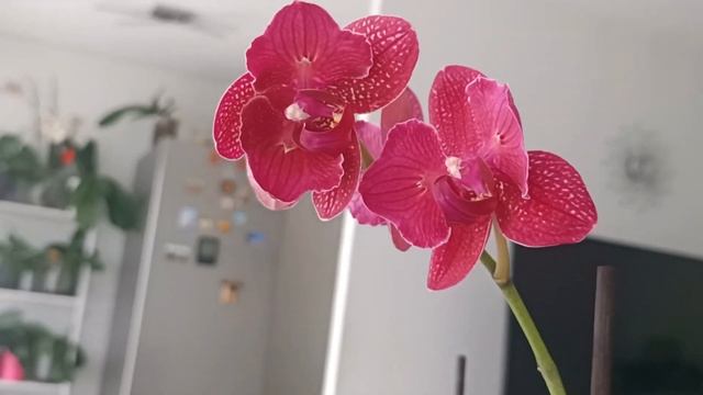 #Орхидея Кимоно ?:Долгожданная моя бабочка!? смотреть онлайн