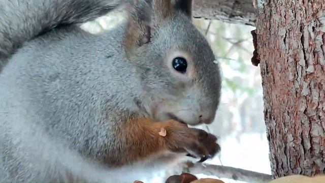 Серенькая белка ест кедровые орешки смотреть онлайн