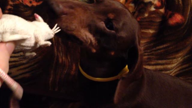 Моя собака #2 смотреть онлайн