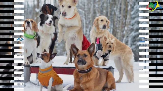 Акция «Большая помощь маленькому другу» смотреть онлайн