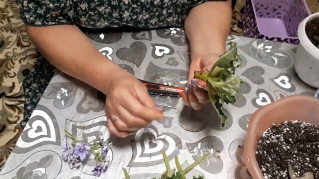 Как правильно оздоровить фиалку.