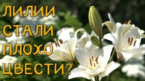 ЛИЛИИ НАЧАЛИ МЕЛЬЧАТЬ! ЧТО ДЕЛАТЬ?