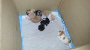 Котятам 2 недели. Учимся ползать