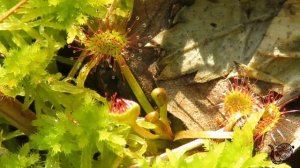 Растение хищник росянка круглолистная