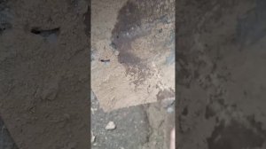 вспашка минитрактором