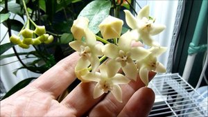 A Visit with Hoya griffithii