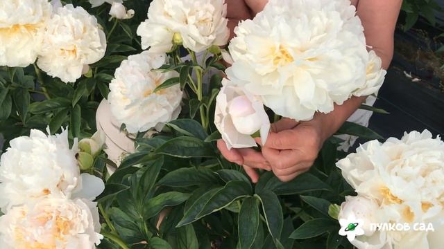 Fragrant bouquet peony. Фрагрант букет пион. Пулков сад (2022 г) смотреть онлайн