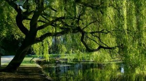 Дверь полуоткрыта.  Анна Ахматова (слушать стихи о любви)