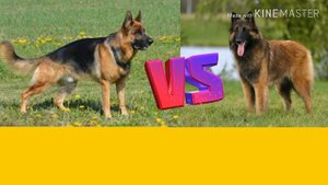 Немецкая овчарка против Малинуа. German Shepherd against Malinois.