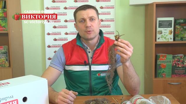 Земляника крупноплодная почтой. Обзор посадочного материала фриго Садовой фирмы Виктория.