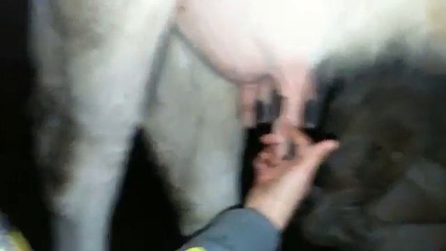 Сисички