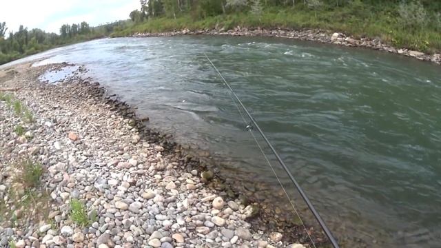 Рыбалка в горном Алтае. Реки Бия, Пыжа, Сарыкокша и Уймень. смотреть онлайн