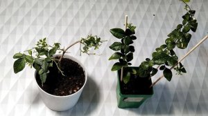 Трифазия Трифолия (Тriphasia trifolia) 2022г, начало 2023.