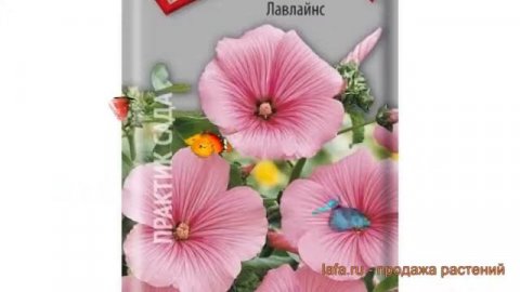 Лаватера обыкновенный Лавлайнс (lavlayns) ? Лавлайнс обзор: как сажать, семена лаватеру Лавлайнс