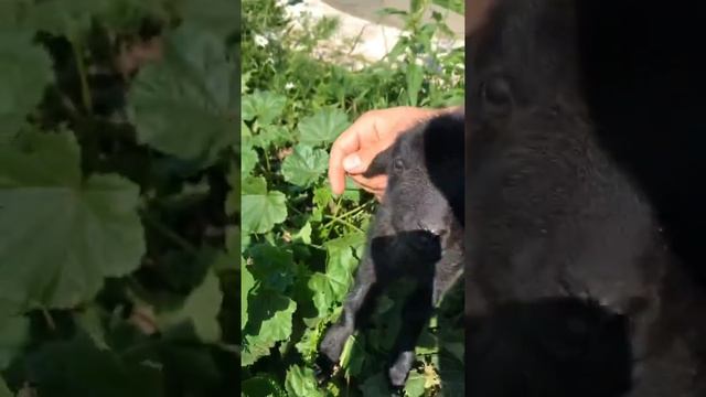 Новорождённый ягнёнок смотреть онлайн