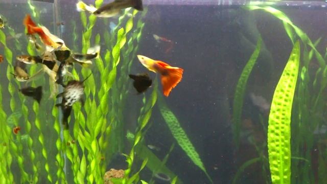 гуппи чёрные,синие,белохвостые,красные берлинцы. смотреть онлайн