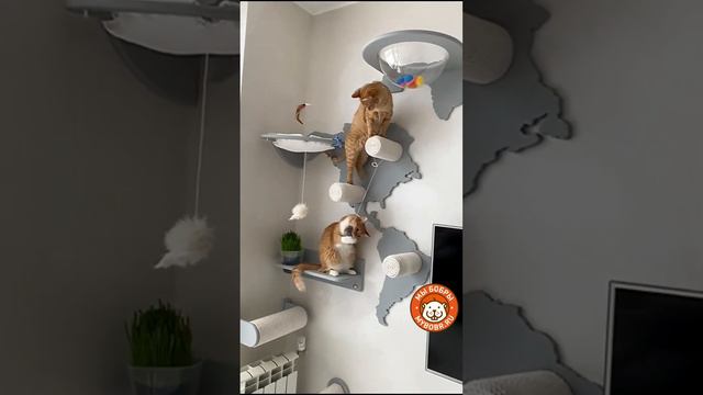 Чем по шторам лазить и цветочки разорять)))))