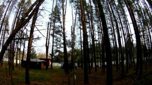 Зависшее дерево. Как правильно валить? Вариант сервировки.