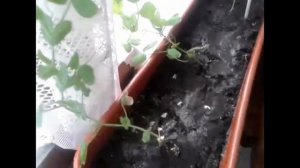 Выращивание гороха на окне, сорта Медовая лопатка, Алтайский изумруд