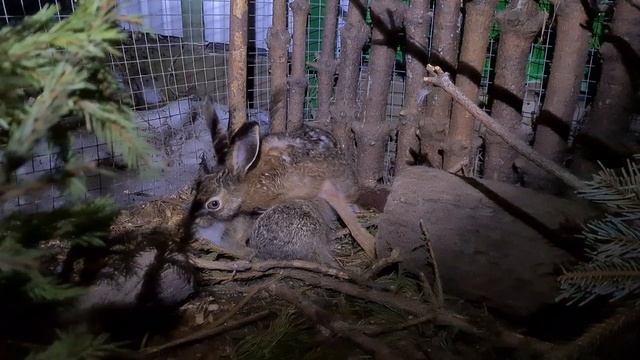 Лилитята 13 дней от роду. Русачиха кормит зайчат смотреть онлайн