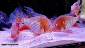 Акарихтис Хеккеля альбино (Acarichthys heckelii albino)