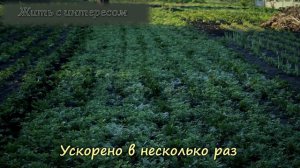 Самый лучший инструмент для быстрой прополки огорода
