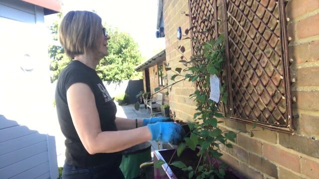 Climbing Honeysuckle (Lonicera Serotina) смотреть онлайн