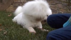 ТОП 10 Пород Собак для Квартиры