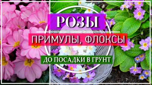 КАК и ГДЕ Передержать ПРИМУЛЫ ФЛОКСЫ РОЗЫ До Посадки в ОТКРЫТЫЙ Грунт Весной