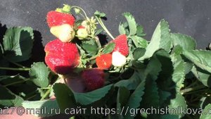 КЭБОТ великолепный позднеспелый сорт клубники