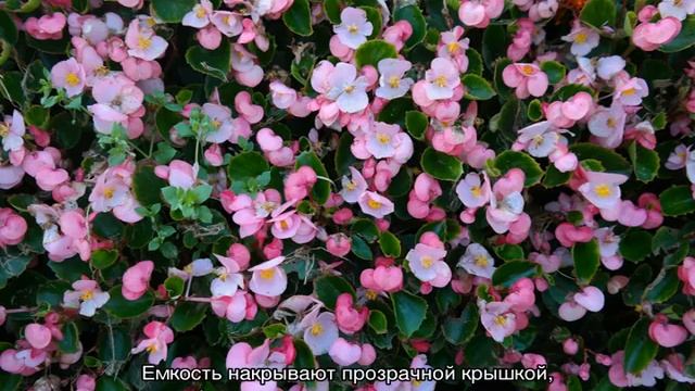 Бегония садовая на клумбе — посадка и уход смотреть онлайн