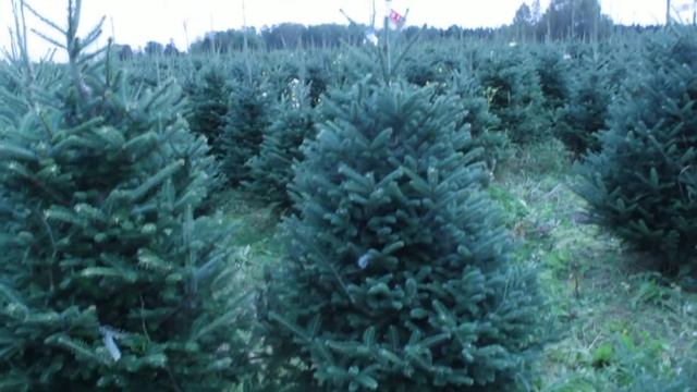 16 187 Пихта Фразера срезанная 1.75 – 2.00 м. смотреть онлайн